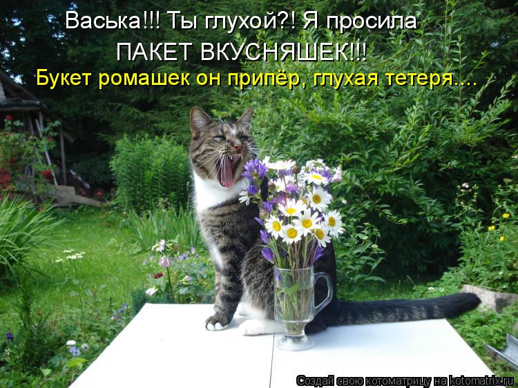 Васька!!! Ты глухой?! Я просила ПАКЕТ ВКУСНЯШЕК!!! Букет ромашек он припёр, глухая тетеря....... Котоматрица: Васька!!! Ты глухой?! Я просила ПАКЕТ ВКУСНЯШЕК!!! Букет ромашек он припёр, глухая тетеря....