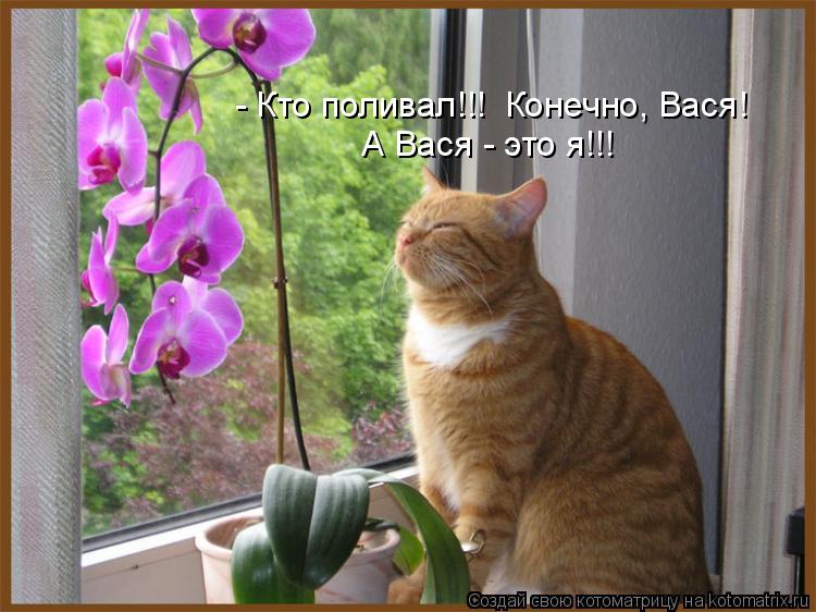 - Кто поливал!!! Конечно, Вася! А Вася - это я!!!... Котоматрица: - Кто поливал!!! Конечно, Вася! А Вася - это я!!!