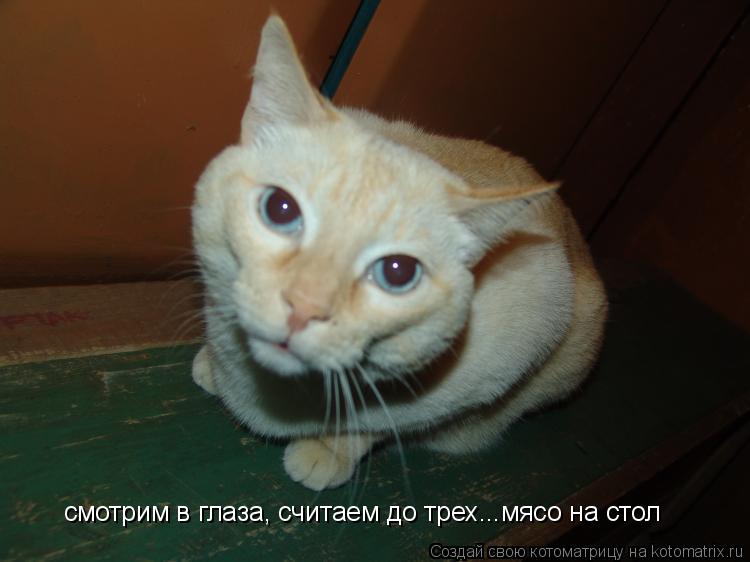 смотрим в глаза, считаем до трех...мясо на стол... Котоматрица: смотрим в глаза, считаем до трех...мясо на стол