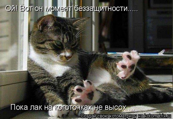 Ой! Вот он момент беззащитности..... Пока лак на коготочках не высох....... Котоматрица: Ой! Вот он момент беззащитности..... Пока лак на коготочках не высох....