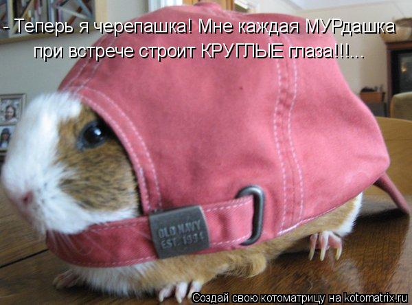 - Теперь я черепашка! Мне каждая МУРдашка при встрече строит КРУГЛЫЕ глаза!!!...... Котоматрица: - Теперь я черепашка! Мне каждая МУРдашка при встрече строит КРУГЛЫЕ глаза!!!...