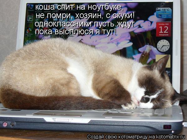 Котоматрица: коша спит на ноутбуке,  не помри, хозяин, с скуки! одноклассники пусть ждут пока высплюся я тут!