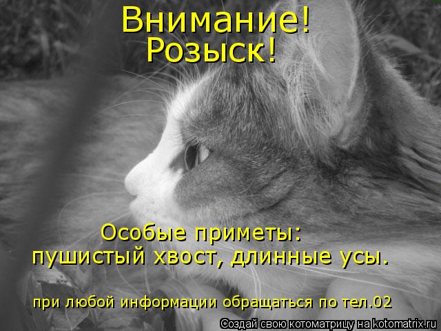 Внимание! Розыск! Особые приметы: пушистый хвост, длинные усы. при любой информации обращаться по тел... Котоматрица: Внимание! Розыск! Особые приметы: пушистый хвост, длинные усы. при любой информации обращаться по тел.02