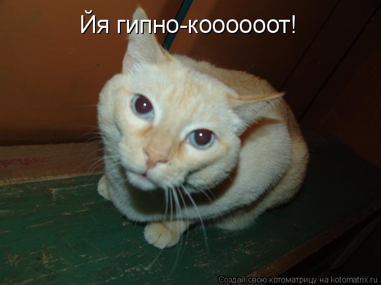 Йя гипно-коооооот!... Котоматрица: Йя гипно-коооооот!
