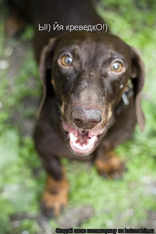 Ы!) Йя креведкО!)... Котоматрица: Ы!) Йя креведкО!)