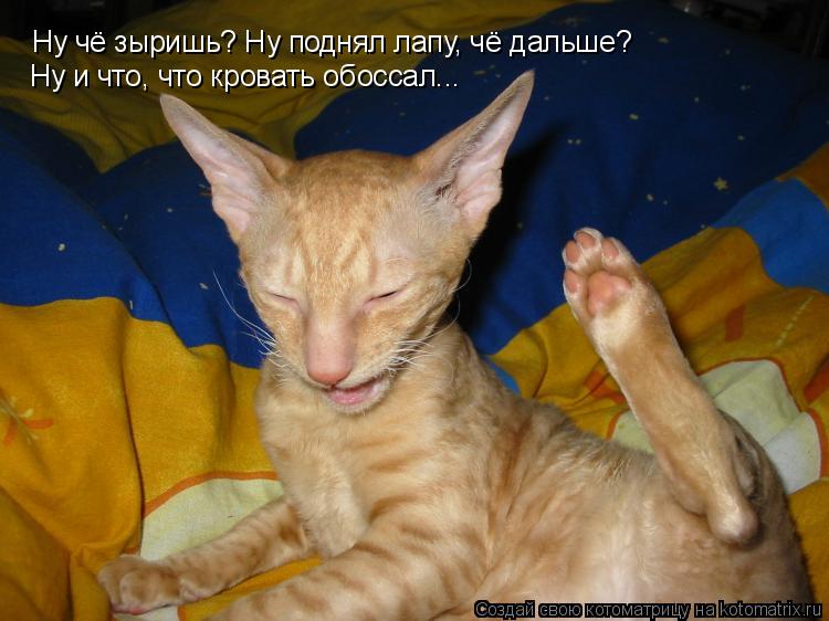 Ну чё зыришь? Ну поднял лапу, чё дальше? Ну и что, что кровать обоссал...... Котоматрица: Ну чё зыришь? Ну поднял лапу, чё дальше? Ну и что, что кровать обоссал...