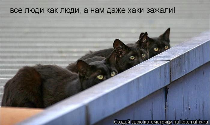 все люди как люди, а нам даже хаки зажали!... Котоматрица: все люди как люди, а нам даже хаки зажали!
