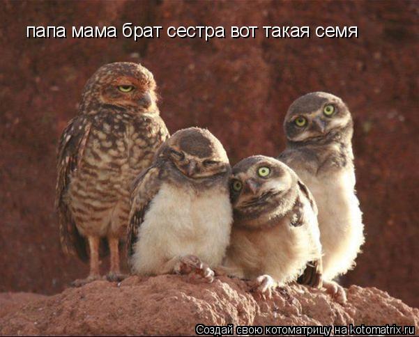 папа мама брат сестра вот такая семя... Котоматрица: папа мама брат сестра вот такая семя