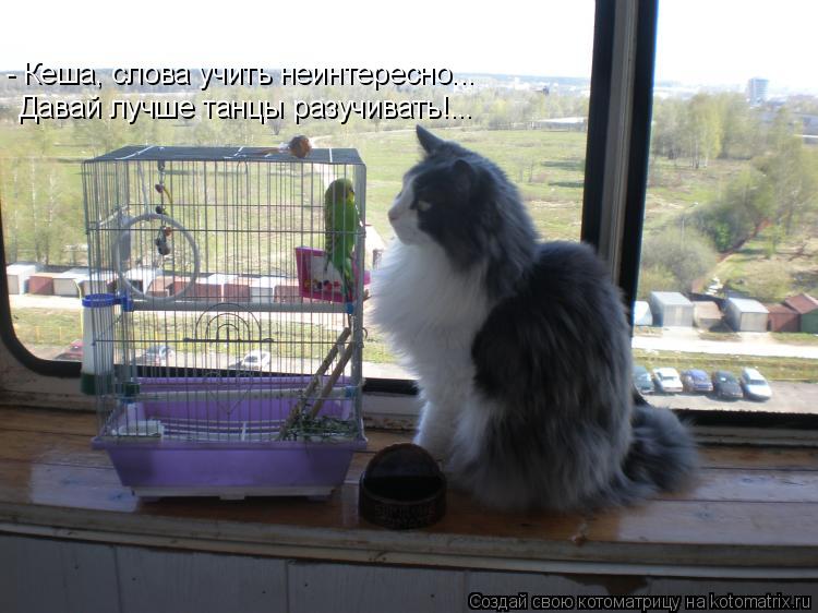- Кеша, слова учить неинтересно... Давай лучше танцы разучивать!...... Котоматрица: - Кеша, слова учить неинтересно... Давай лучше танцы разучивать!...