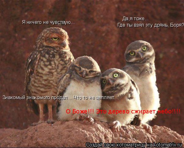Я ничего не чувствую... Да,я тоже... Где ты взял эту дрянь, Боря? Знакомый знакомого продал... Что то... Котоматрица: Я ничего не чувствую... Да,я тоже... Где ты взял эту дрянь, Боря? Знакомый знакомого продал... Что то не цепляет... О Боже!!! Это дерево сжирает неб