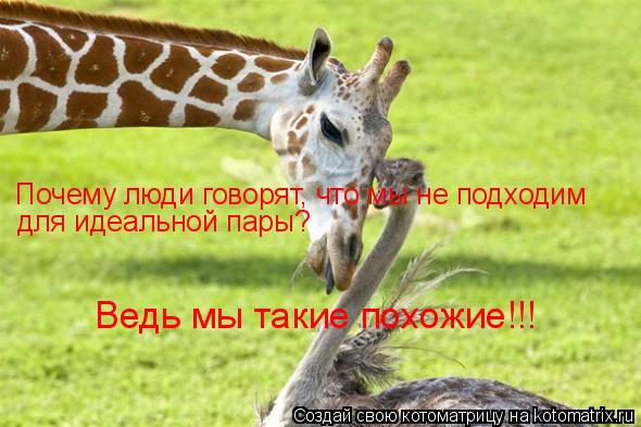 Почему люди говорят, что мы не подходим для идеальной пары? Ведь мы такие похожие!!!... Котоматрица: Почему люди говорят, что мы не подходим для идеальной пары? Ведь мы такие похожие!!!