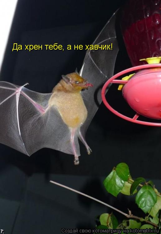 Да хрен тебе, а не хавчик!... Котоматрица: Да хрен тебе, а не хавчик!