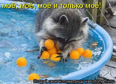 моё, моё, моё и только моё!... Котоматрица: моё, моё, моё и только моё!