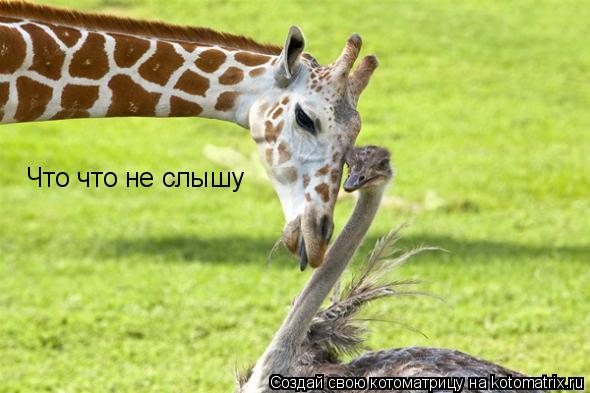 Что что не слышу... Котоматрица: Что что не слышу