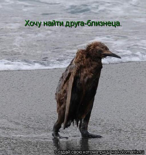 Хочу найти друга-близнеца.... Котоматрица: Хочу найти друга-близнеца.