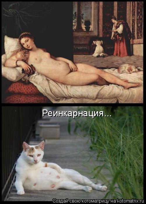 Реинкарнация...... Котоматрица: Реинкарнация...