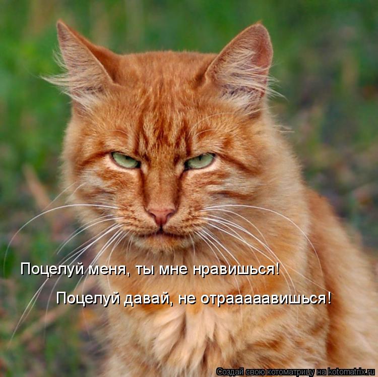 Поцелуй меня, ты мне нравишься! Поцелуй давай, не отрааааавишься! Поцелуй давай, не отрааааавишься!... Котоматрица: Поцелуй меня, ты мне нравишься! Поцелуй давай, не отрааааавишься! Поцелуй давай, не отрааааавишься!