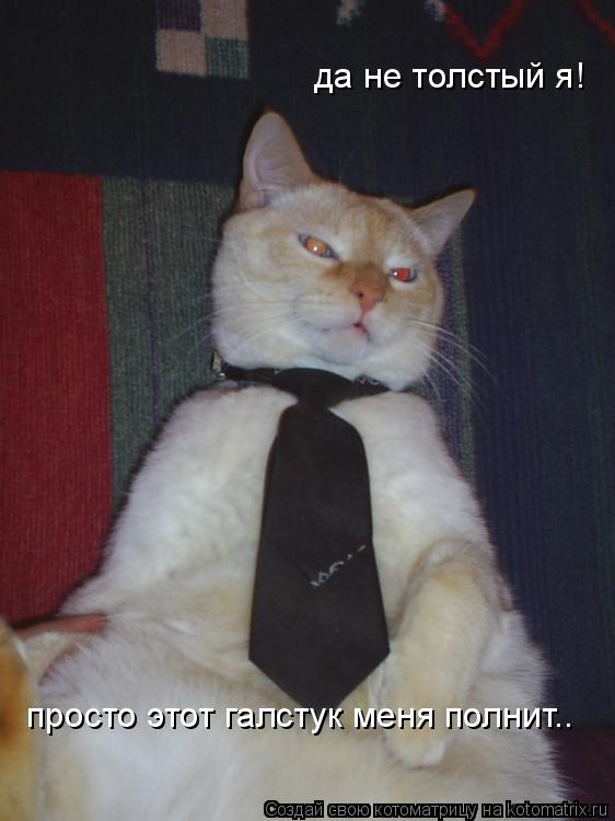 да не толстый я! просто этот галстук меня полнит..... Котоматрица: да не толстый я! просто этот галстук меня полнит..