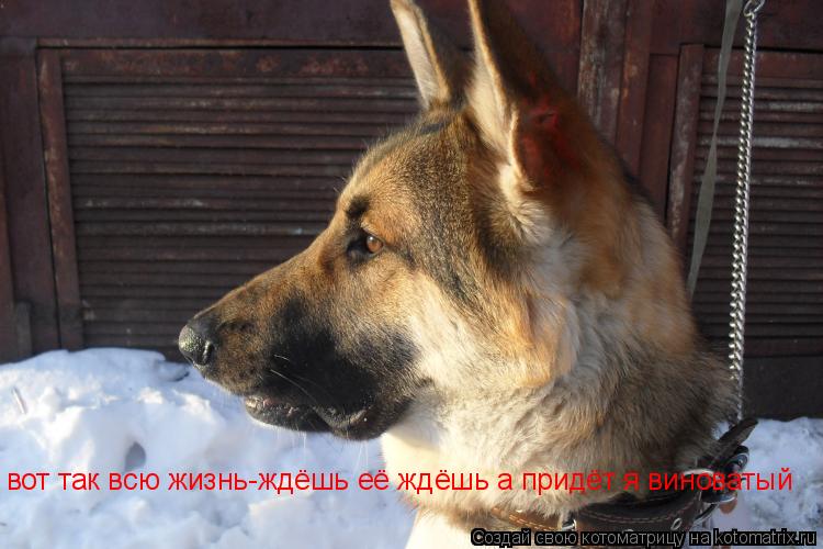 вот так всю жизнь-ждёшь её ждёшь а придёт я виноватый... Котоматрица: вот так всю жизнь-ждёшь её ждёшь а придёт я виноватый