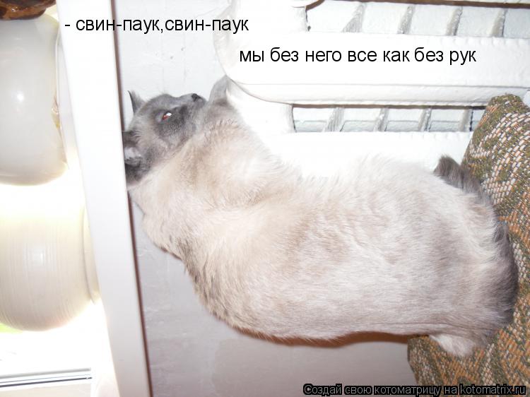 - свин-паук,свин-паук мы без него все как без рук... Котоматрица: - свин-паук,свин-паук мы без него все как без рук