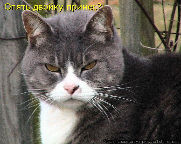 Опять двойку принес?!... Котоматрица: Опять двойку принес?!
