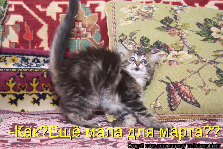 -Как?Ещё мала для марта??... Котоматрица: -Как?Ещё мала для марта??