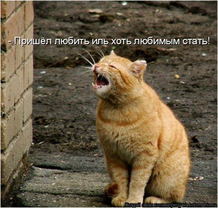 - Пришёл любить иль хоть любимым стать!... Котоматрица: - Пришёл любить иль хоть любимым стать!