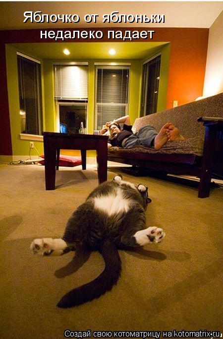 Яблочко от яблоньки недалеко падает... Котоматрица: Яблочко от яблоньки недалеко падает
