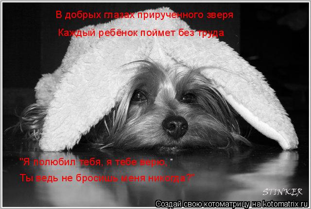 В добрых глазах прирученного зверя Каждый ребёнок поймет без труда "Я полюбил тебя, я тебе верю, Ты в... Котоматрица: В добрых глазах прирученного зверя Каждый ребёнок поймет без труда "Я полюбил тебя, я тебе верю, Ты ведь не бросишь меня никогда?"