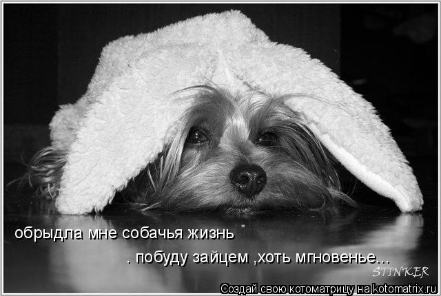 обрыдла мне собачья жизнь . побуду зайцем ,хоть мгновенье...... Котоматрица: обрыдла мне собачья жизнь . побуду зайцем ,хоть мгновенье...