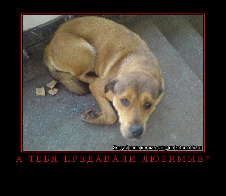 А ТЕБЯ ПРЕДАВАЛИ ЛЮБИМЫЕ? ... Котоматрица: А ТЕБЯ ПРЕДАВАЛИ ЛЮБИМЫЕ?