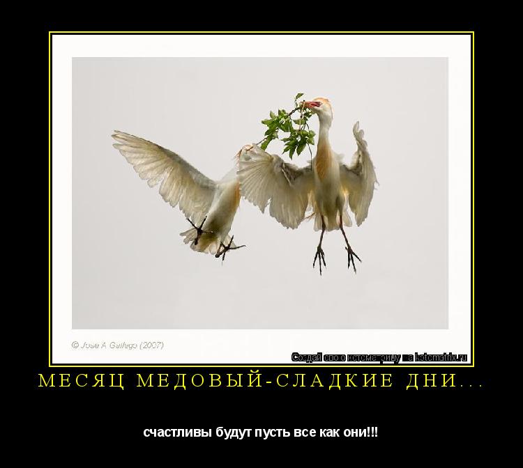 месяц медовый-сладкие дни... счастливы будут пусть все как они!!!... Котоматрица: месяц медовый-сладкие дни... счастливы будут пусть все как они!!!