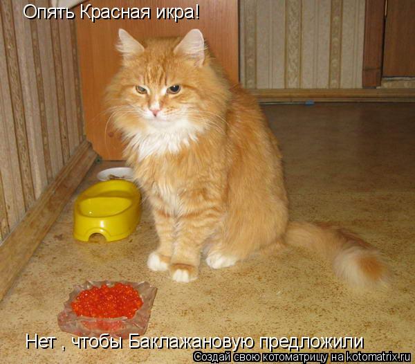 Котоматрица: Опять Красная икра! Нет , чтобы Баклажановую предложили