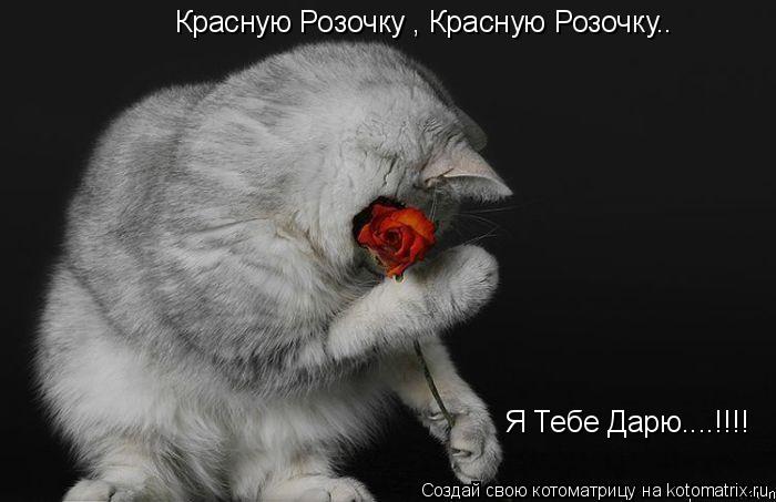 Котоматрица: Красную Розочку , Красную Розочку.. Я Тебе Дарю....!!!!