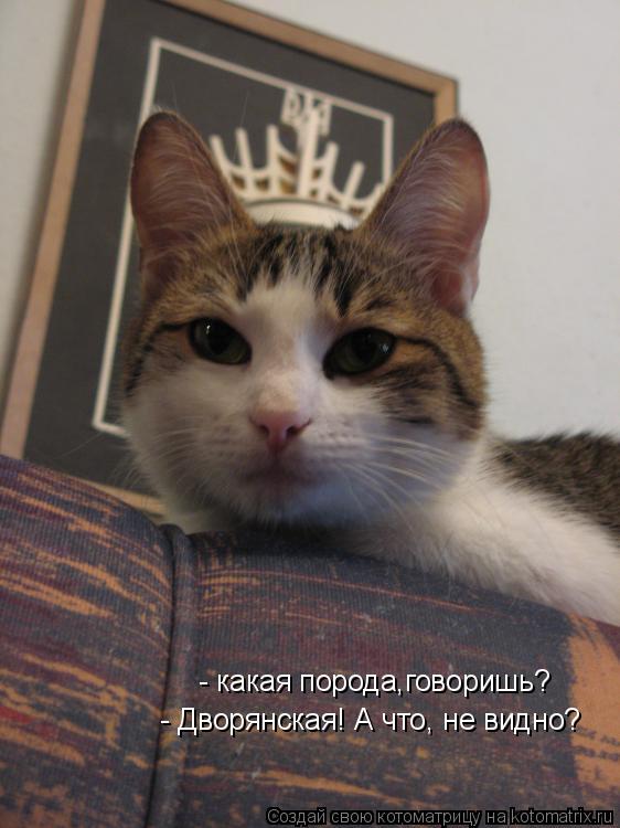 - какая порода,говоришь? - Дворянская! А что, не видно?... Котоматрица: - какая порода,говоришь? - Дворянская! А что, не видно?