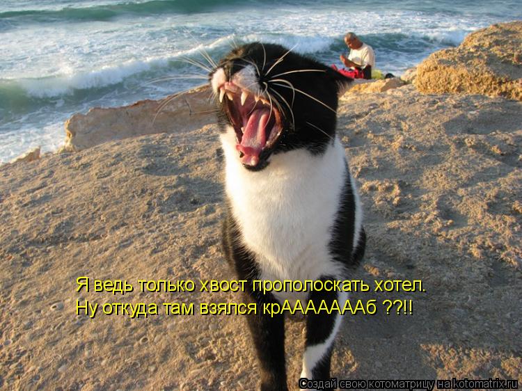 Ну откуда там взялся крАААААААб ??!! Я ведь только хвост прополоскать хотел.... Котоматрица: Ну откуда там взялся крАААААААб ??!! Я ведь только хвост прополоскать хотел.