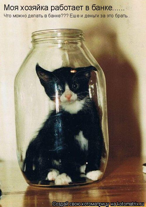 Моя хозяйка работает в банке...... Что можно делать в банке??? Еше и деньги за это брать..... Котоматрица: Моя хозяйка работает в банке...... Что можно делать в банке??? Еше и деньги за это брать..