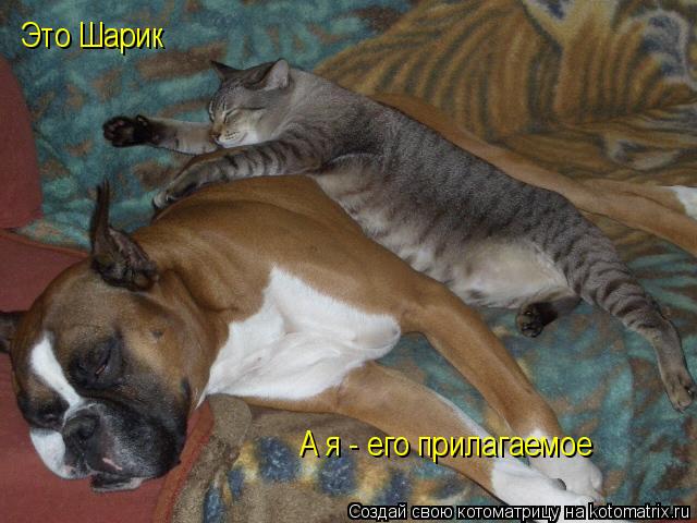Это Шарик А я - его прилагаемое... Котоматрица: Это Шарик А я - его прилагаемое