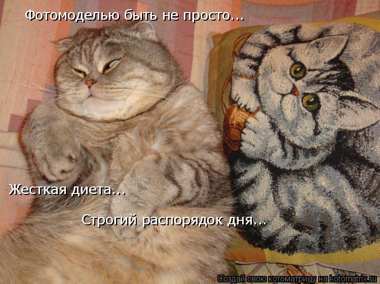 Котоматрица: Фотомоделью быть не просто... Жесткая диета... Строгий распорядок дня...
