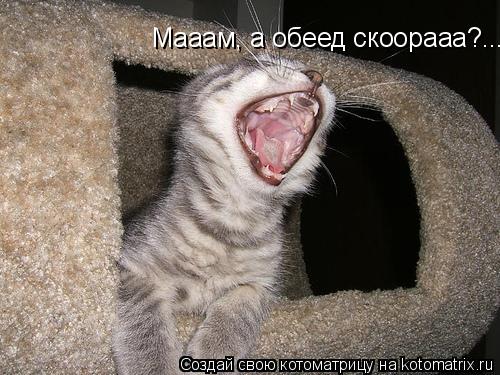 Котоматрица: Мааам, а обеед скоорааа?...