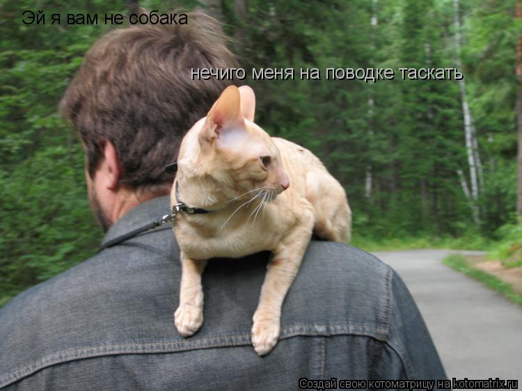 Котоматрица: Эй я вам не собака нечиго меня на поводке таскать
