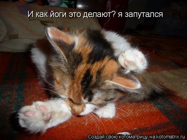 Котоматрица: И как йоги это делают? я запутался