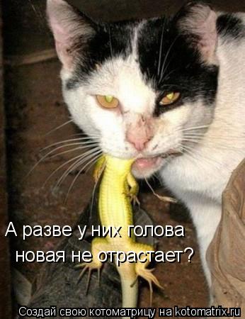 Котоматрица: А разве у них голова новая не отрастает?