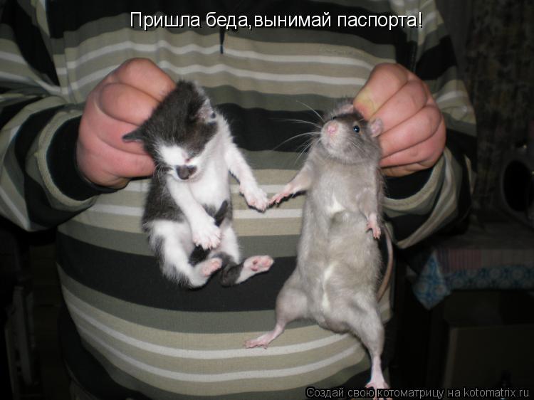 Пришла беда,вынимай паспорта!... Котоматрица: Пришла беда,вынимай паспорта!