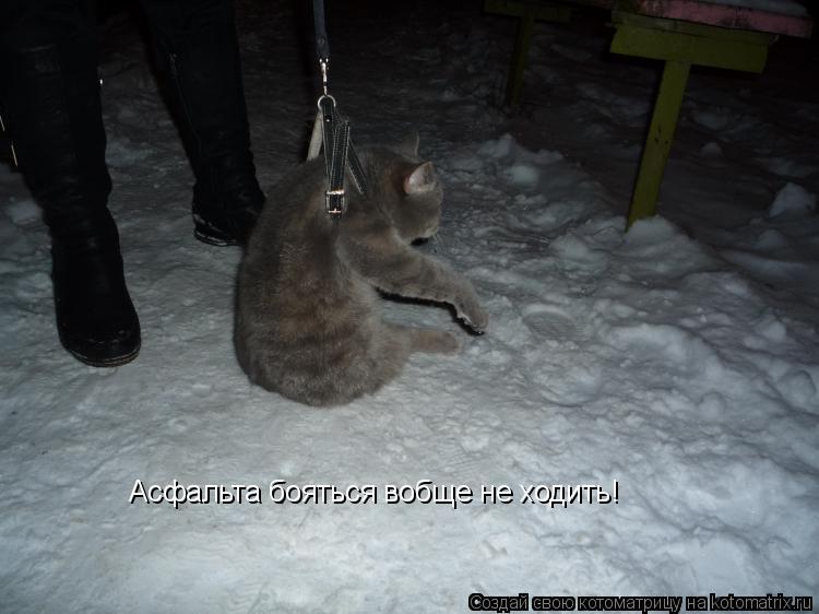 Асфальта бояться вобще не ходить!... Котоматрица: Асфальта бояться вобще не ходить!