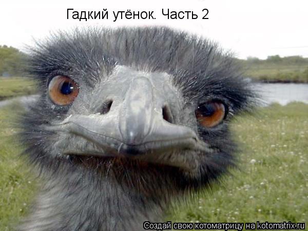 Котоматрица: Гадкий утёнок. Часть 2