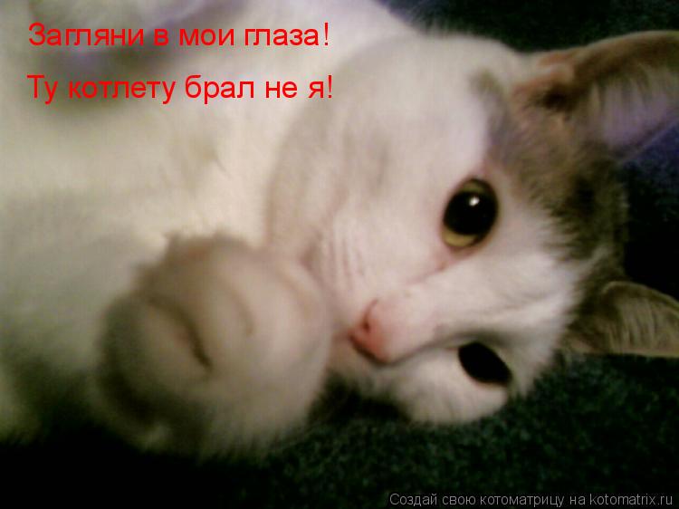 Загляни в мои глаза! Ту котлету брал не я!... Котоматрица: Загляни в мои глаза! Ту котлету брал не я!