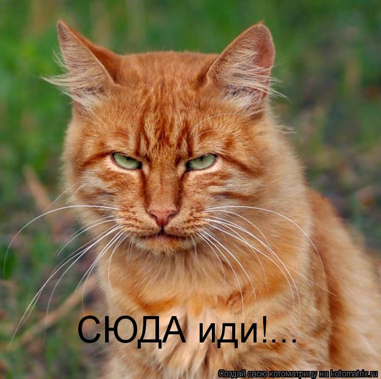 СЮДА иди!...... Котоматрица: СЮДА иди!...