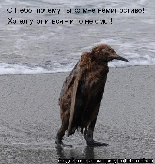 Хотел утопиться - и то не смог! - О Небо, почему ты ко мне немилостиво!... Котоматрица: Хотел утопиться - и то не смог! - О Небо, почему ты ко мне немилостиво!