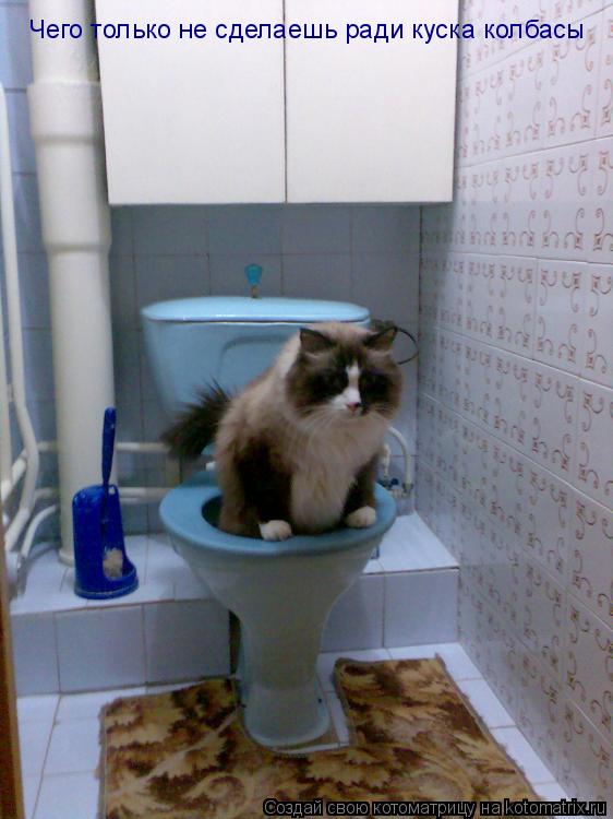 Чего только не сделаешь ради куска колбасы... Котоматрица: Чего только не сделаешь ради куска колбасы